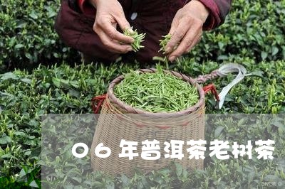 06年普洱茶老树茶/2023070922714