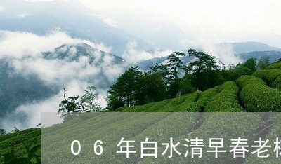 06年白水清早春老树茶价格/2023052677785