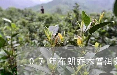 07年布朗乔木普洱茶/2023100791515