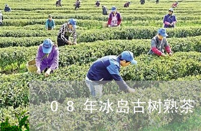 08年冰岛古树熟茶/2023042638403