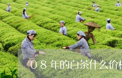 08年的白茶什么价格/2023092764958