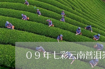 09年七彩云南普洱茶/2023120683026