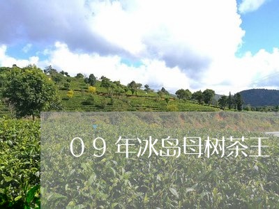 09年冰岛母树茶王/2023042613878