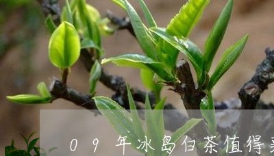 09年冰岛白茶值得买吗/2023111785471