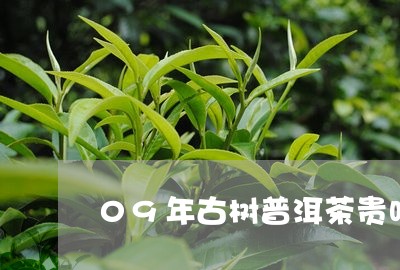 09年古树普洱茶贵吗/2023112739583