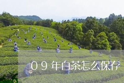 09年白茶怎么保存/2023071360692