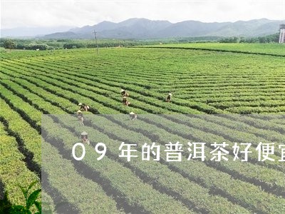 09年的普洱茶好便宜/2023092820605