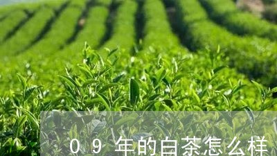 09年的白茶怎么样/2023121595038