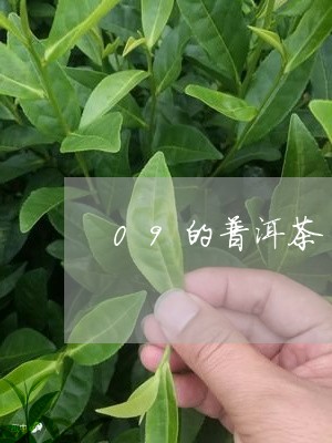 09的普洱茶/2023042744049