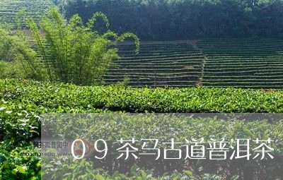 09茶马古道普洱茶/2023070910604