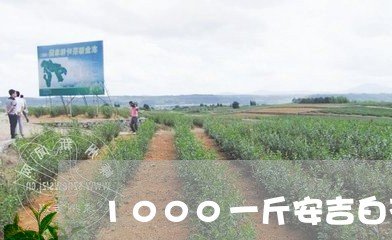 1000一斤安吉白茶/2023092723147