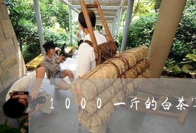 1000一斤的白茶算什么档次/2023111497937