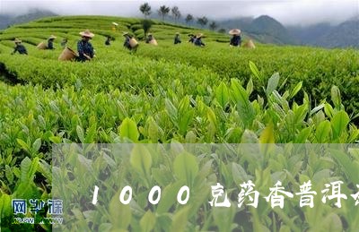 1000克药香普洱茶/2023062228492