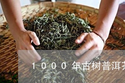 1000年古树普洱茶/2023062468571