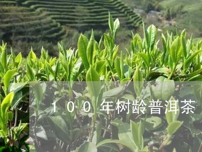 100年树龄普洱茶/2023091433925