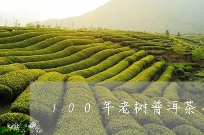 100年老树普洱茶/2023120505048