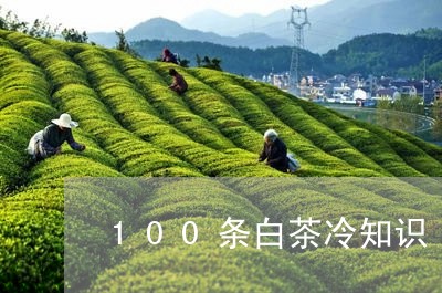 100条白茶冷知识/2023071372726