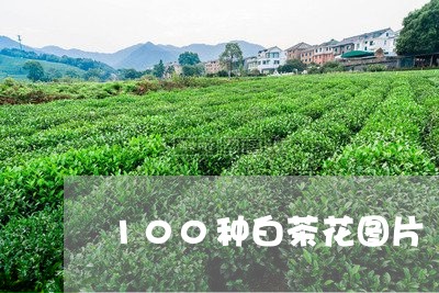 100种白茶花图片/2023121548270