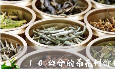 10公分的茶花树价格/2023092025259