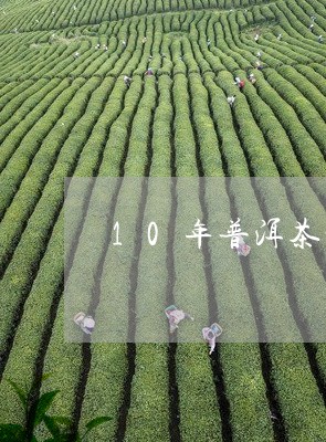 10年普洱茶饼怎么喝/2023092839502