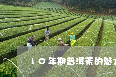 10年期普洱茶的魅力/2023092828375