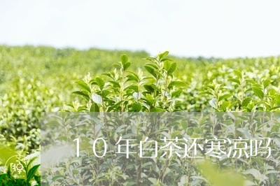 10年白茶还寒凉吗/2023121569729