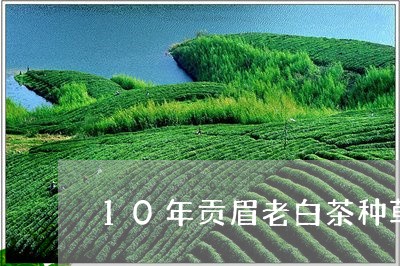 10年贡眉老白茶种草/2023092022817