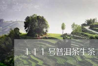 111号普洱茶生茶/2023120424759