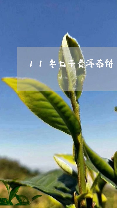 11年七子普洱茶饼/2023120503837