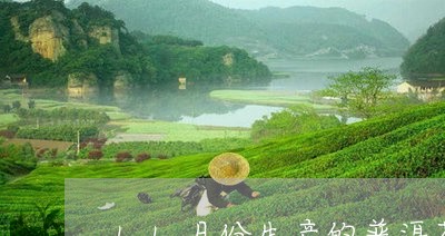 11月份生产的普洱茶好/2023112877062