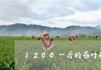 1200一斤的茶叶买8两多少钱/2023060171604