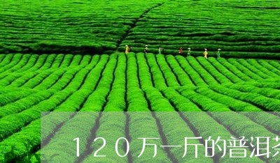 120万一斤的普洱茶/2023080118271