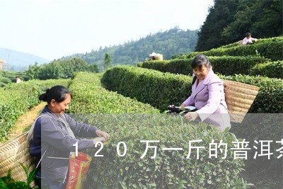 120万一斤的普洱茶/2023100680495