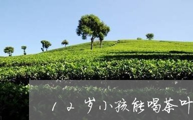 12岁小孩能喝茶叶吗/2023061002704