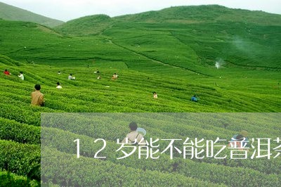 12岁能不能吃普洱茶/2023062197484