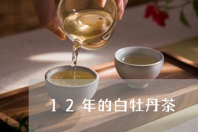 12年的白牡丹茶/2023090656271