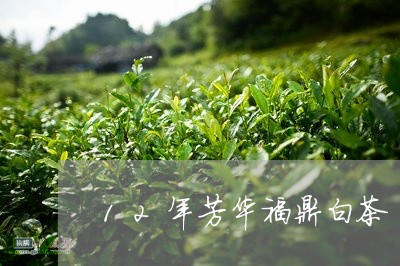 12年芳华福鼎白茶/2023111538484