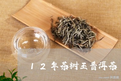 12年茶树王普洱茶/2023071019571