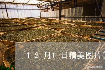 12月1日精美图片普洱茶/2023110259795