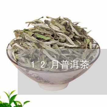 12月普洱茶/2023101687280