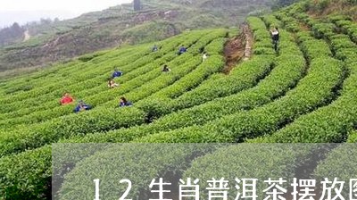 12生肖普洱茶摆放图/2023061975047