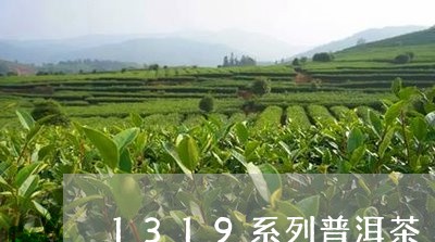 1319系列普洱茶/2023091511593