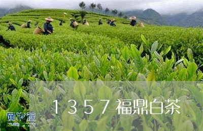 1357福鼎白茶/2023112638604