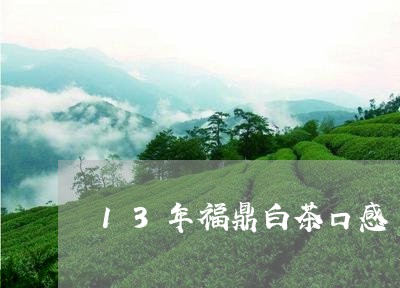 13年福鼎白茶口感/2023111605047