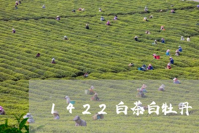 1422白茶白牡丹/2023091425172