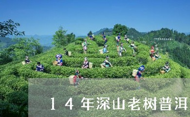 14年深山老树普洱茶价格表/2023052864036