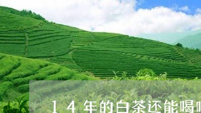 14年的白茶还能喝吗/2023092714916