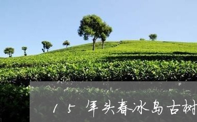 15年头春冰岛古树茶/2023092311946