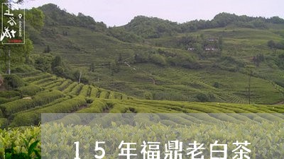 15年福鼎老白茶/2023112600484