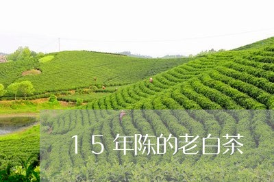 15年陈的老白茶/2023111796581